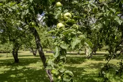 Яблоки в Коломенском