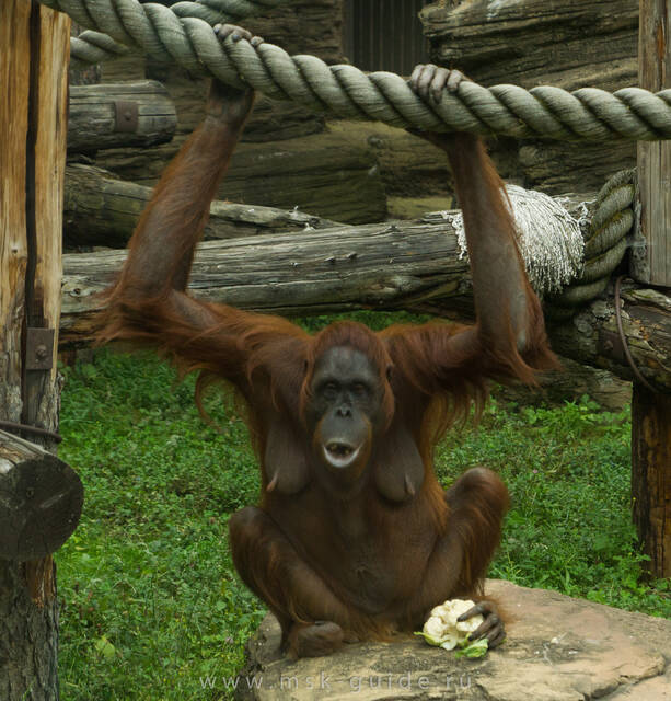 Московский зоопарк, обезьяна орангутан